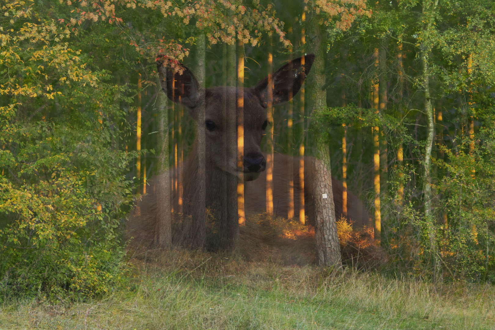 Geist im Wald 