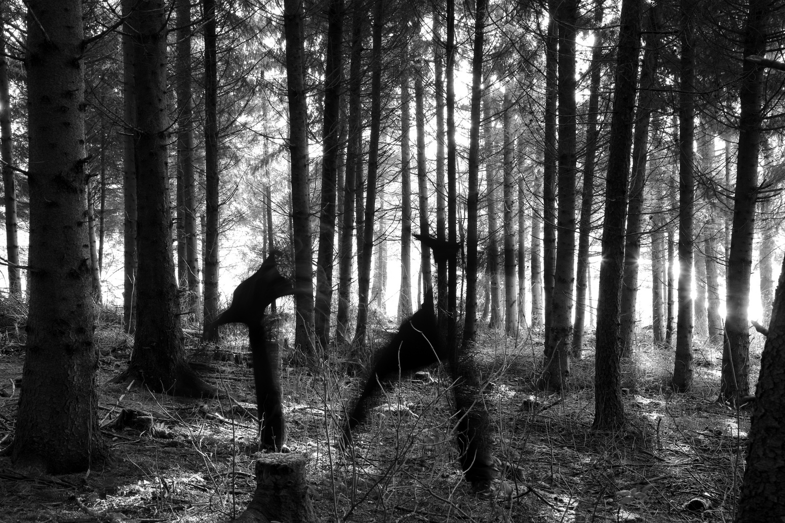 Geister im Wald ;-)