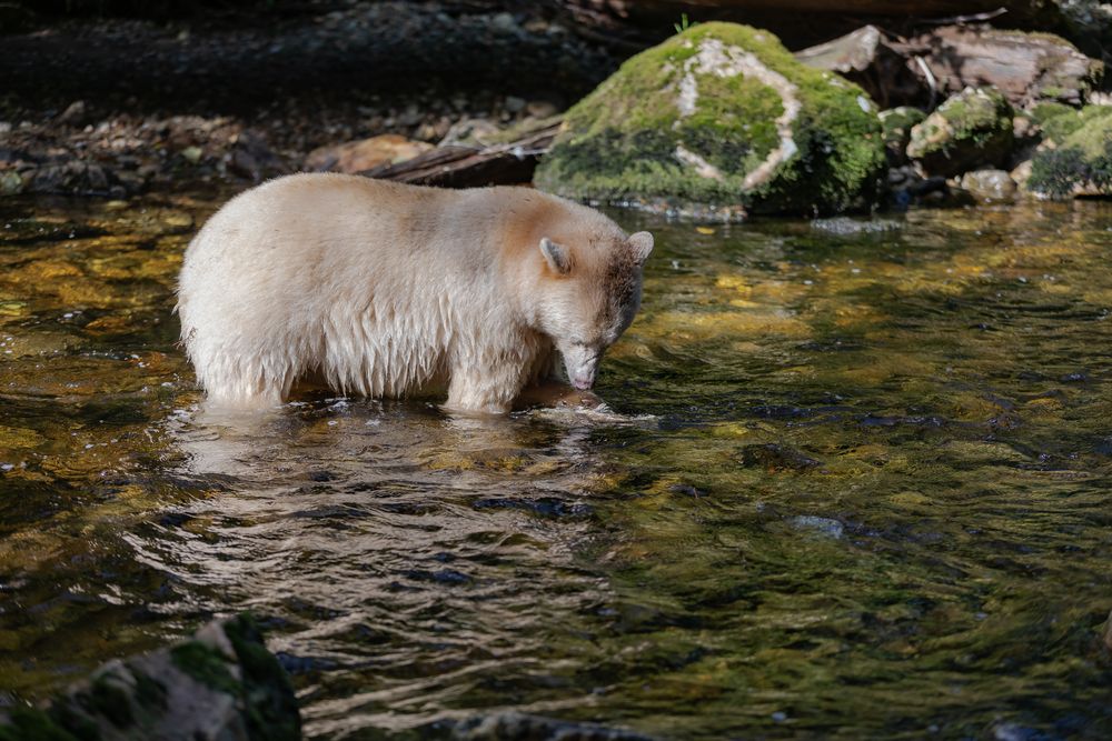 Geisterbär Warrior-1536 Bild1