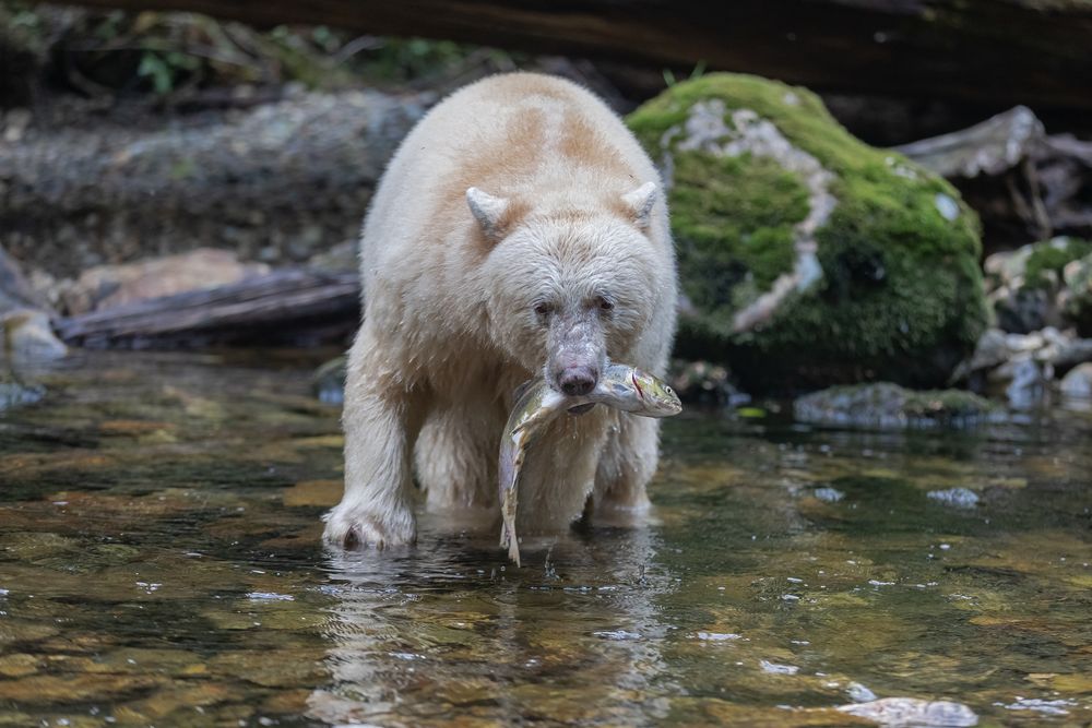 Geisterbär Geisterbär