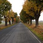 Geisterbäume Herbst