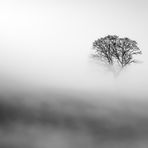 GeisterBaum