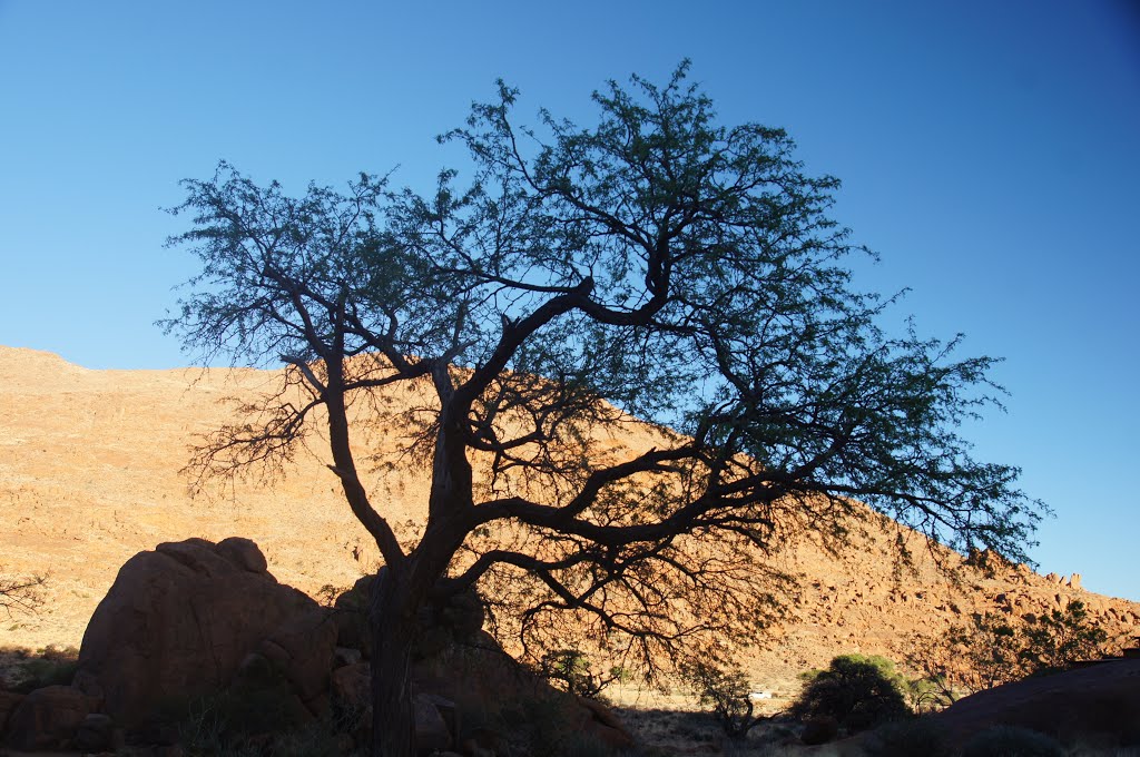 Geisterbaum in Namibia