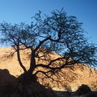 Geisterbaum in Namibia