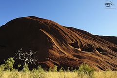 Geistereukalyptus am Rande des ULURU