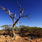 Geistereukalyptus - Kings Canyon Plateau