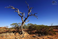 Geistereukalyptus - Kings Canyon Plateau