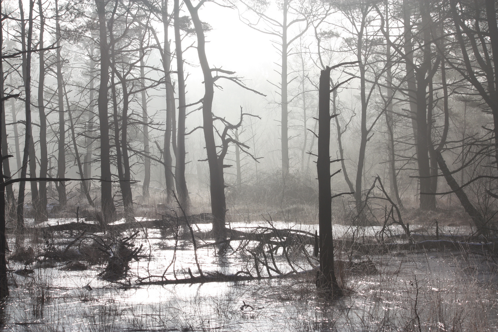 Geisterhafte Moorlandtschaft.