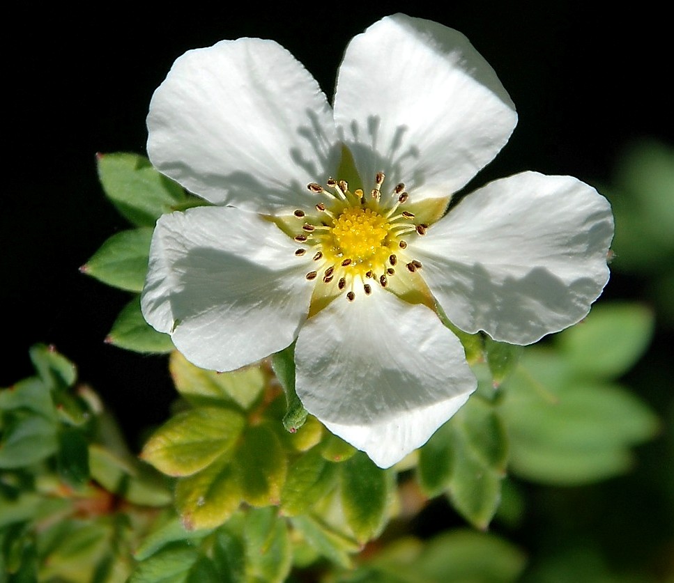 geisterhafte Potentilla