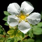 geisterhafte Potentilla