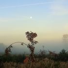 Geisterhafte Wesen bei Mondschein