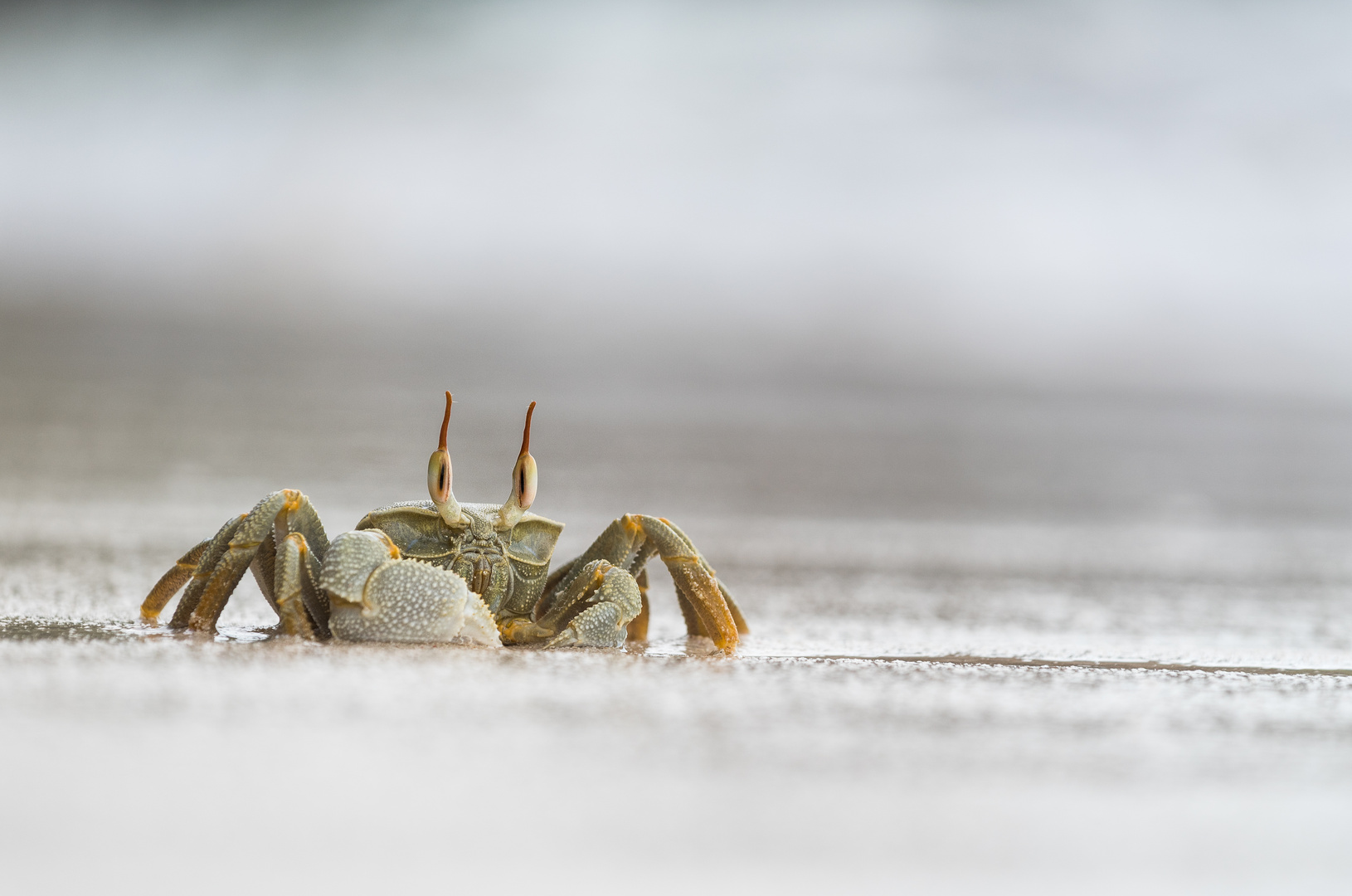 ___Geisterkrabbe_________ Foto & Bild tiere, wildlife, krebse Bilder