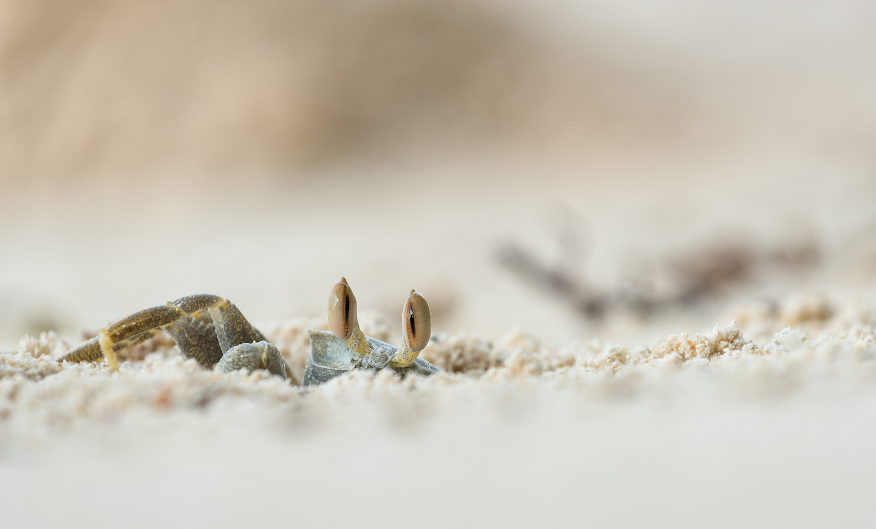 __geisterkrabbe______ Foto & Bild tiere, wildlife, krebse Bilder auf