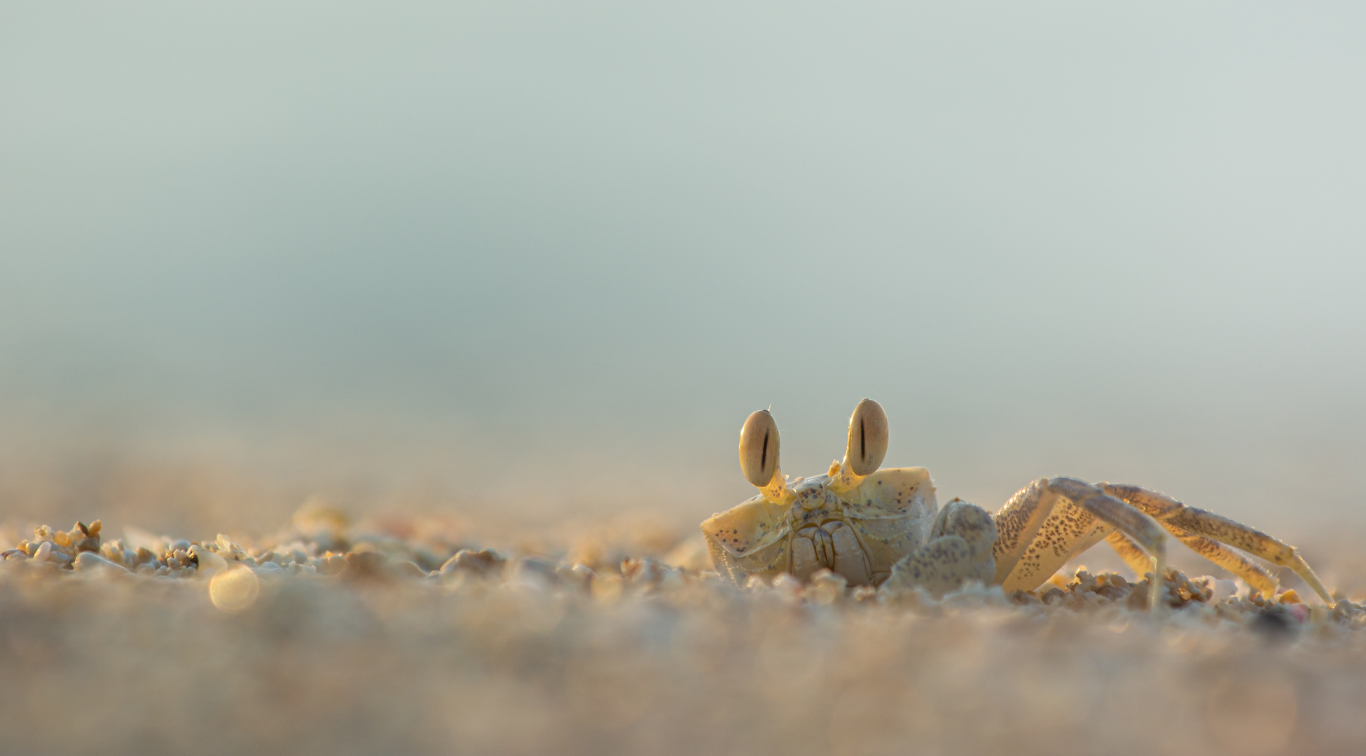 Geisterkrabbe___ Foto & Bild sonnenaufgang, meer, natur Bilder auf