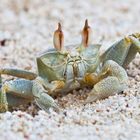 Geisterkrabbe an ihrem Loch am Strand von Mahé