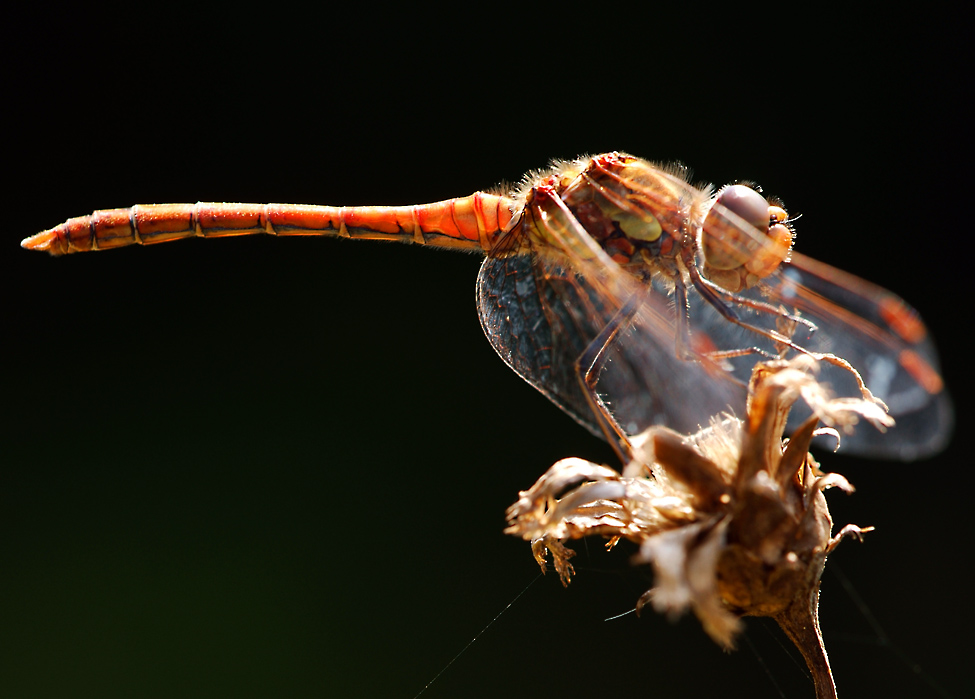 Geisterlibelle