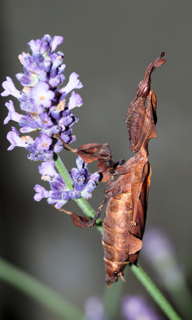 Geistermantis