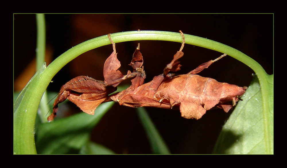 Geistermantis