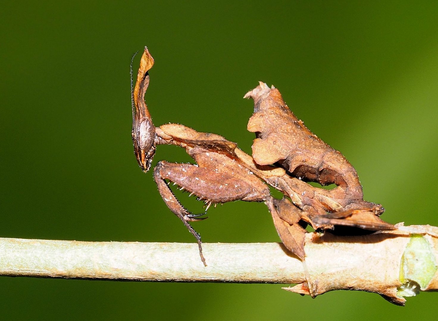 Geistermantis Mädel....