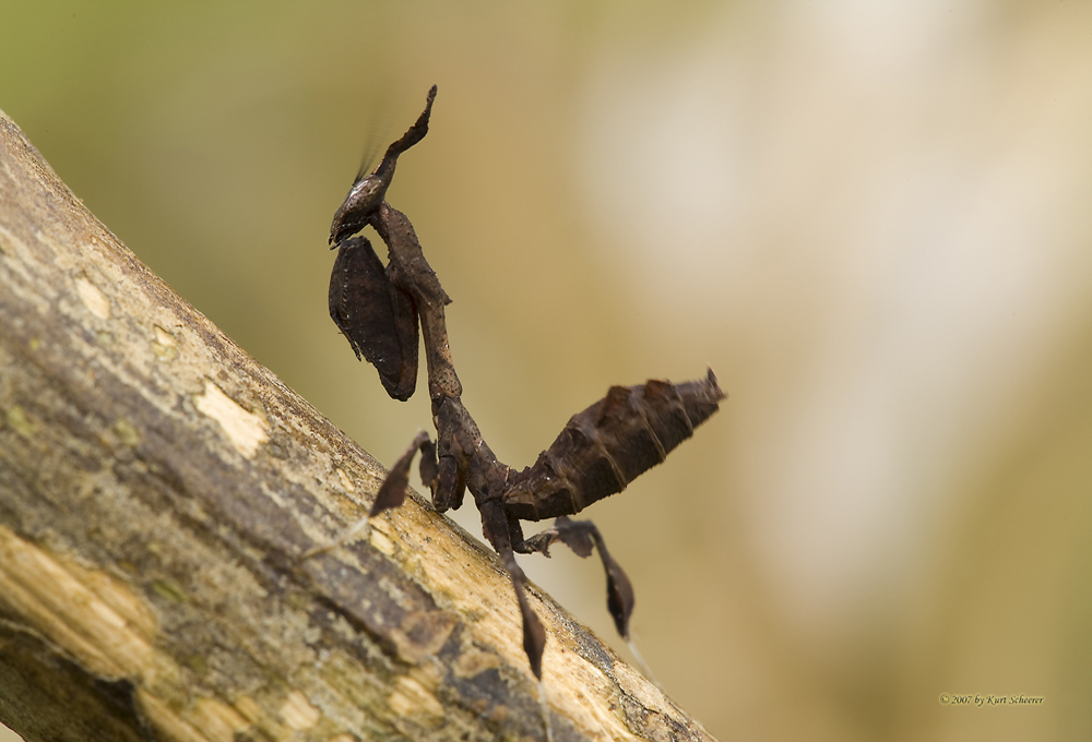 Geistermantis (Phyllocrania paradoxa)