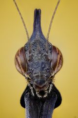 Geistermantis vol II (Phyllocrania paradoxa)