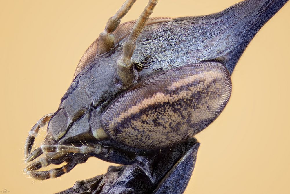 Geistermantis vol III Phyllocrania paradoxa