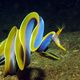 UW-Lembeh Strait