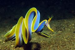 UW-Lembeh Strait