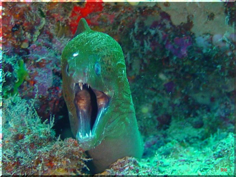 (Geister)Muräne Foto & Bild unterwasser, naturkreativ