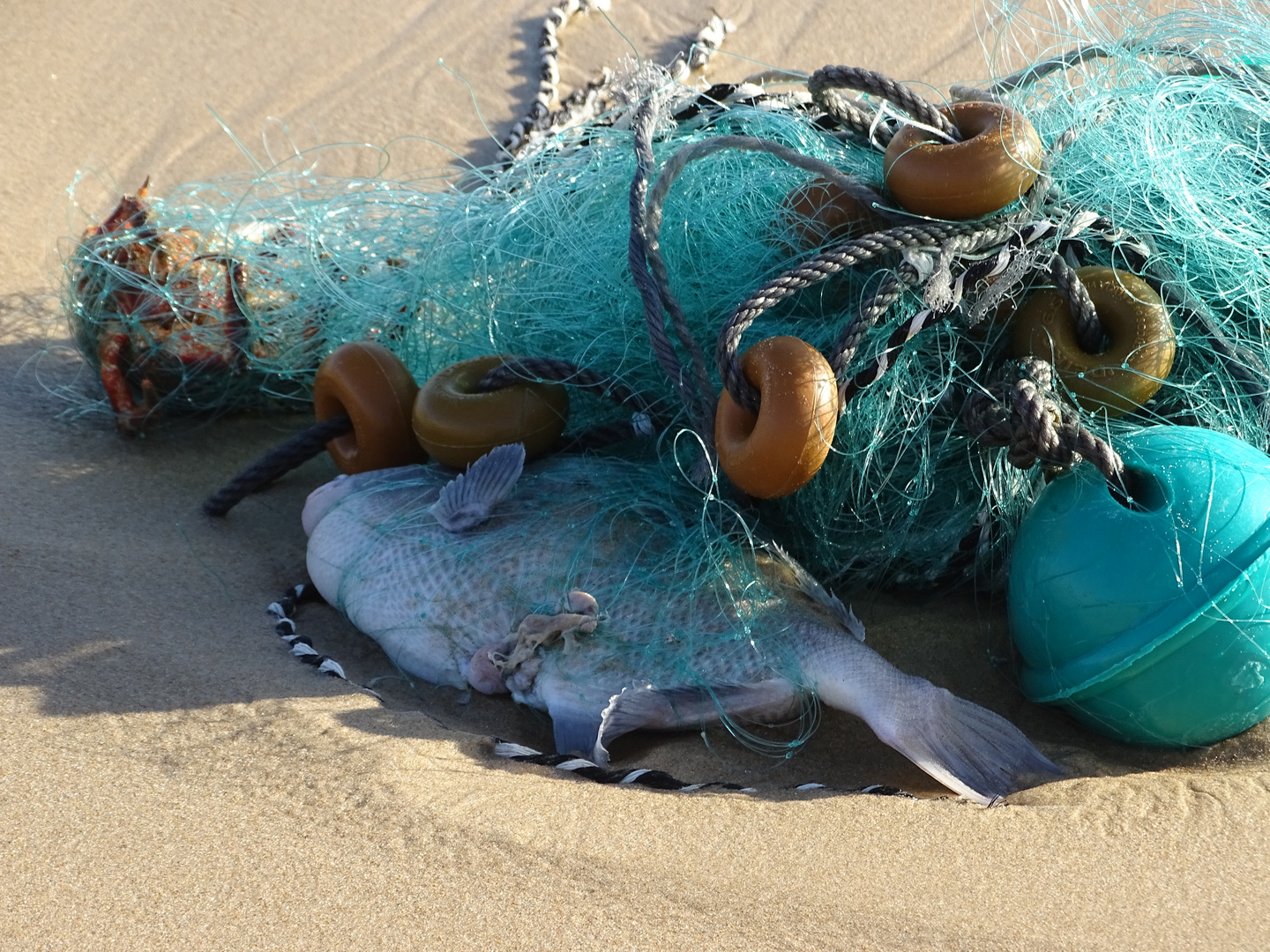 Geisternetz am Strand und Opfer