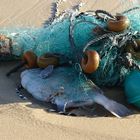 Geisternetz am Strand und Opfer