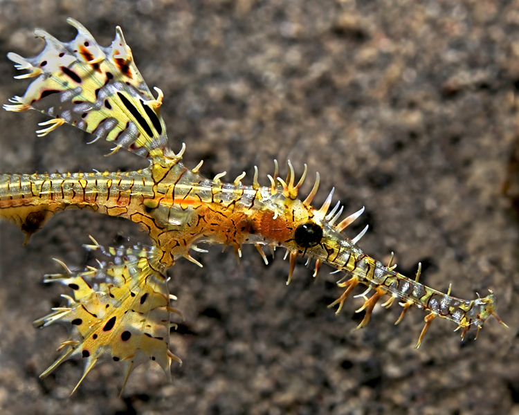 Geisterpfeifenfisch