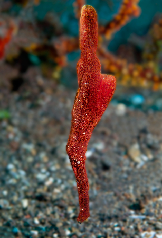 Geisterpfeifenfisch