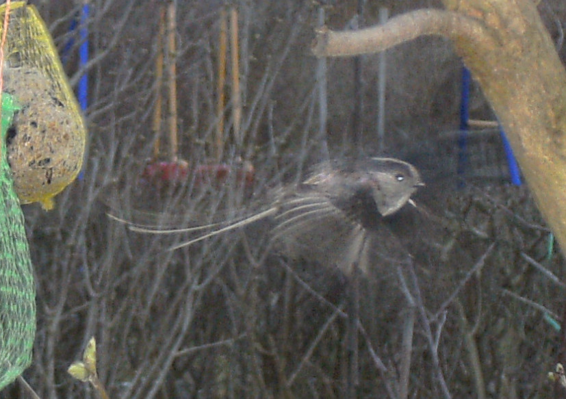 Geistervogel in meinem Garten