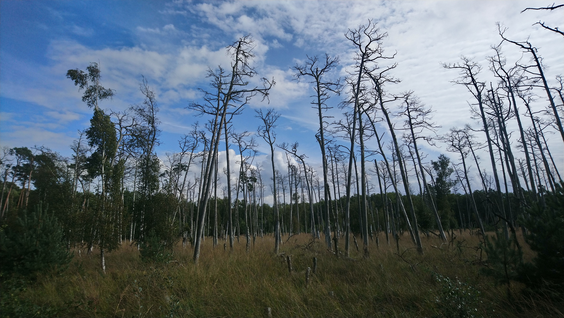 Geisterwald 1 Ostsee 