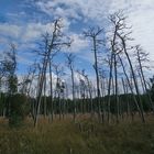 Geisterwald 1 Ostsee 