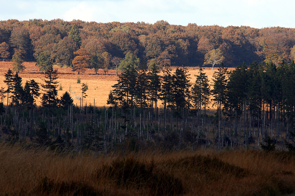 Geisterwald