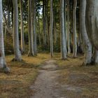 Geisterwald an der Ostsee