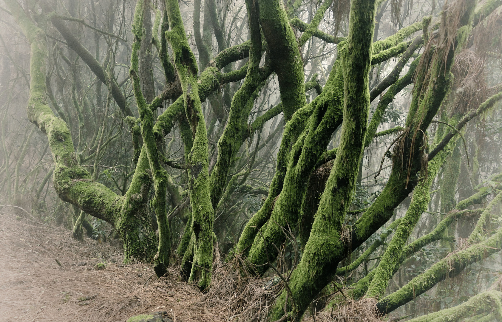 Geisterwald auf der Cumbre