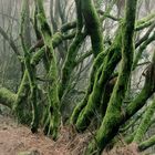 Geisterwald auf der Cumbre