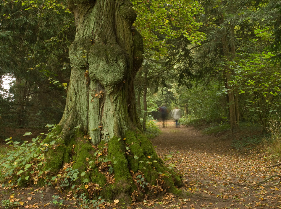 Geisterwald ?