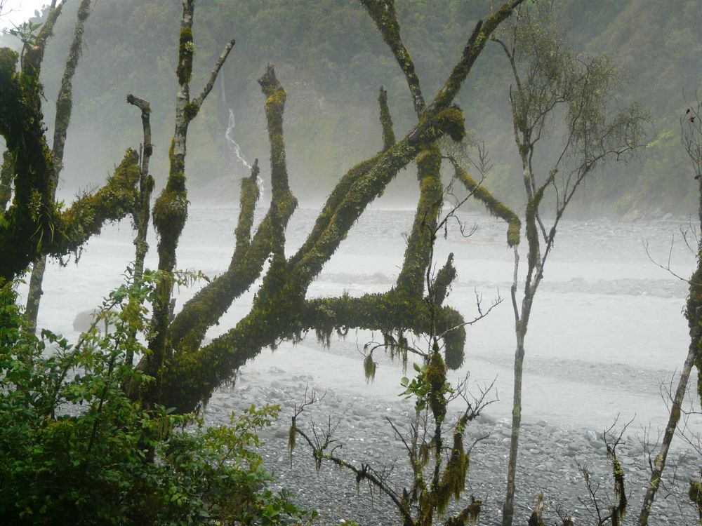 Geisterwald von Ariane Kujas