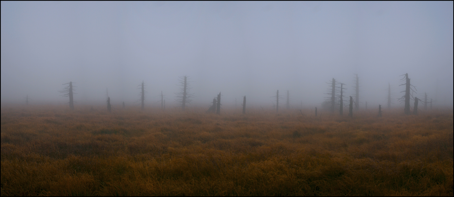 Geisterwald Hohes Venn