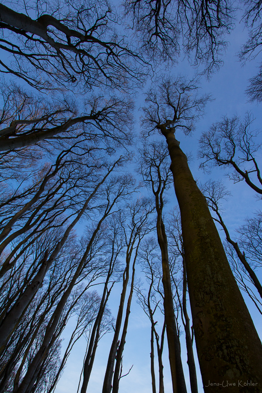 Geisterwald Nienhagen