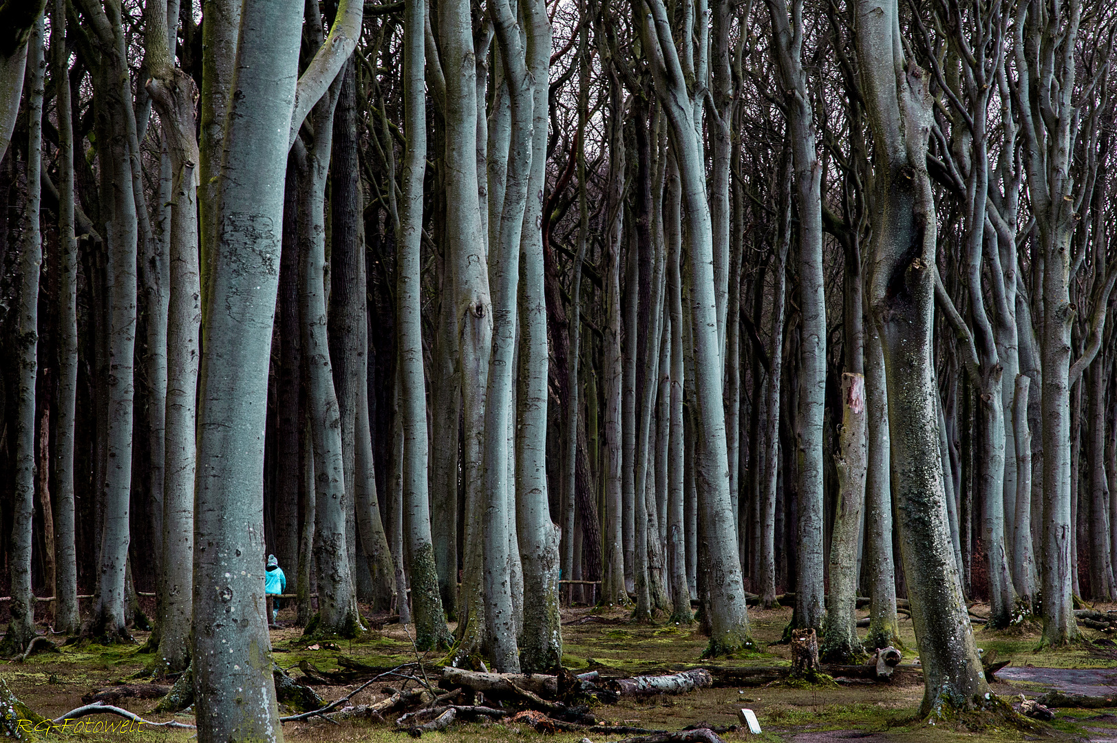 Geisterwald Nienhagen