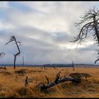 Geisterwald Noir Flohay - Die Morgensonne vertreibt den Nebel