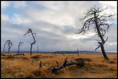 Geisterwald Noir Flohay - Die Morgensonne vertreibt den Nebel