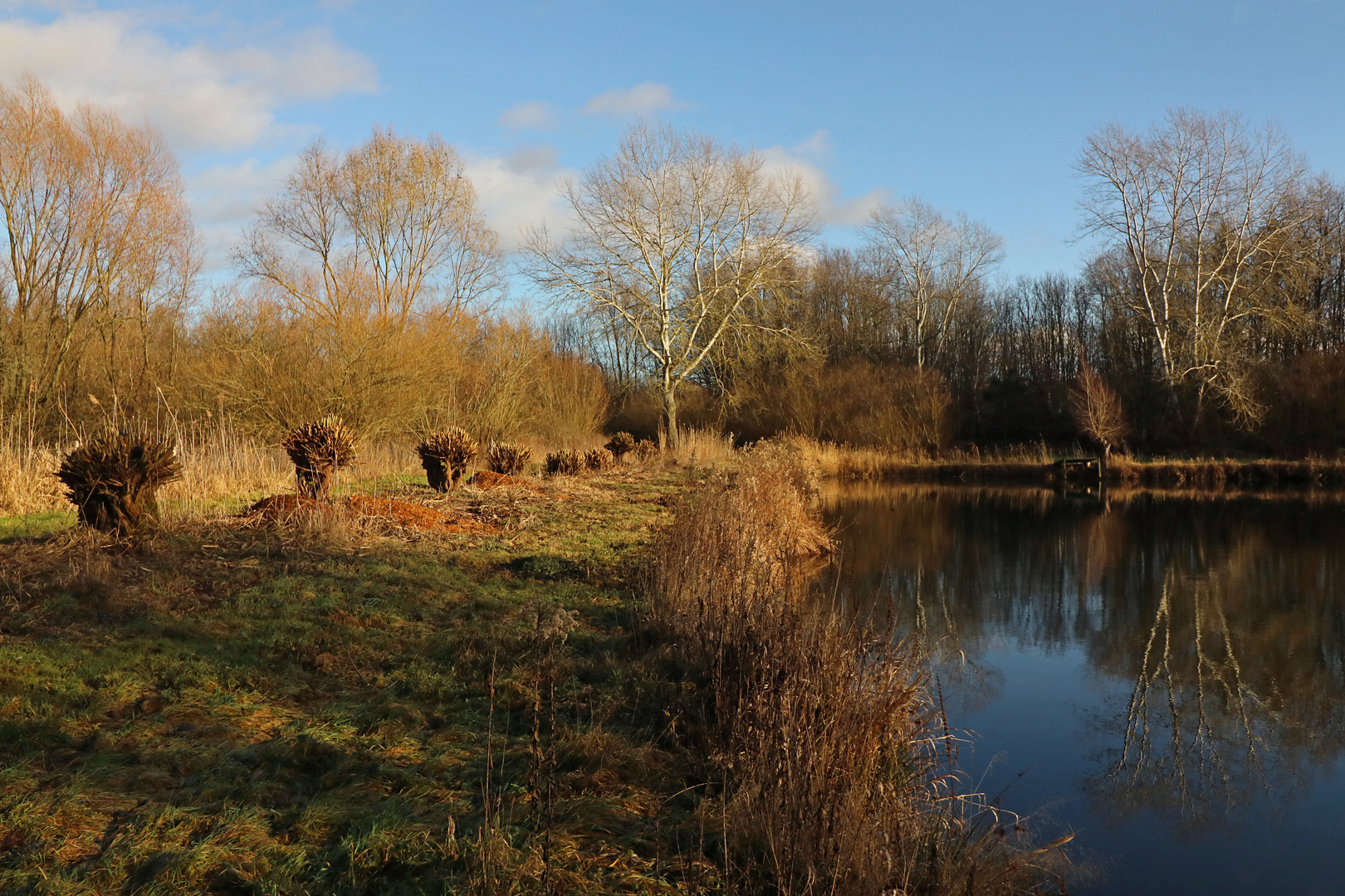 Gekappte Weiden am Teich