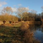 Gekappte Weiden am Teich