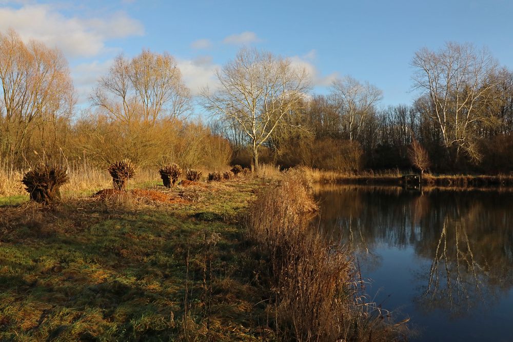 Gekappte Weiden am Teich Foto & Bild landschaften, wasser, januar